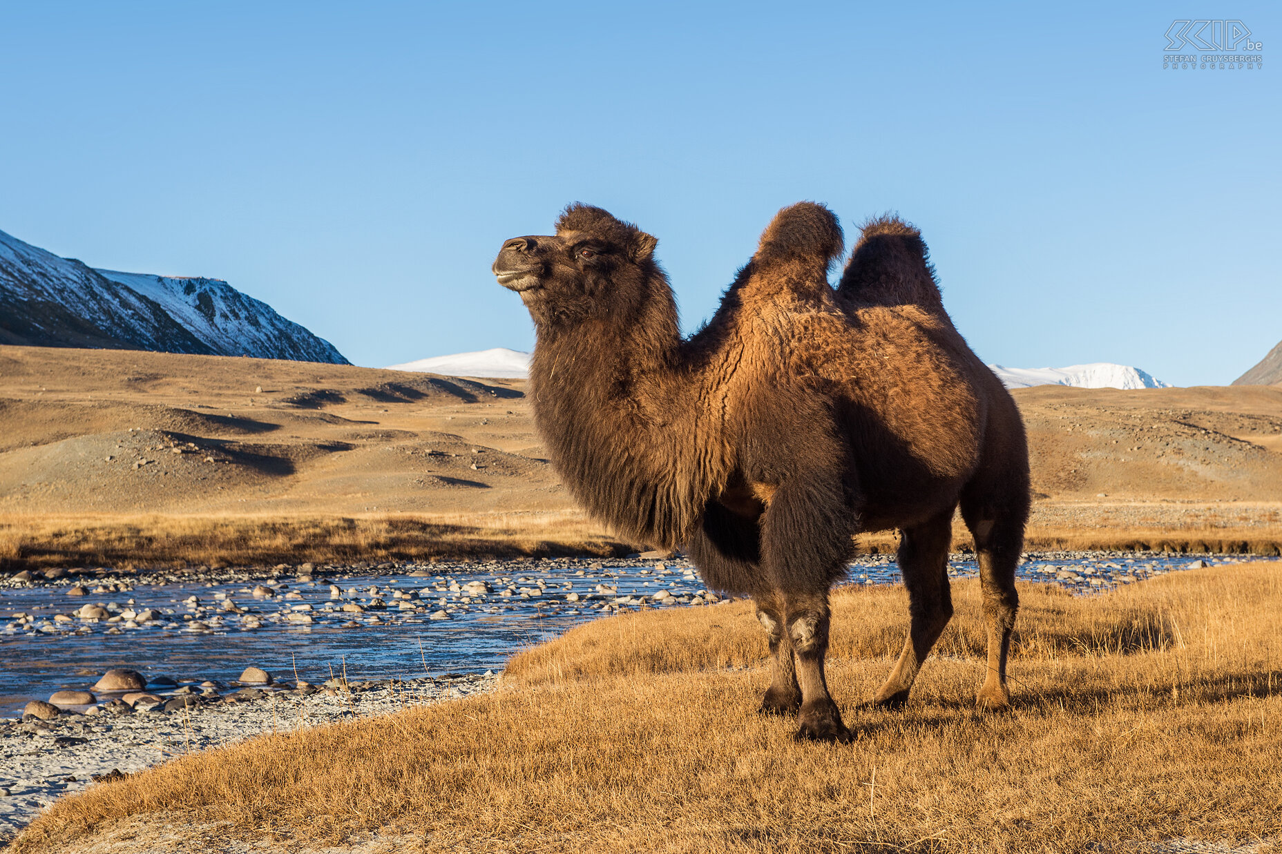 Altai Tavan Bogd - Camel  Stefan Cruysberghs